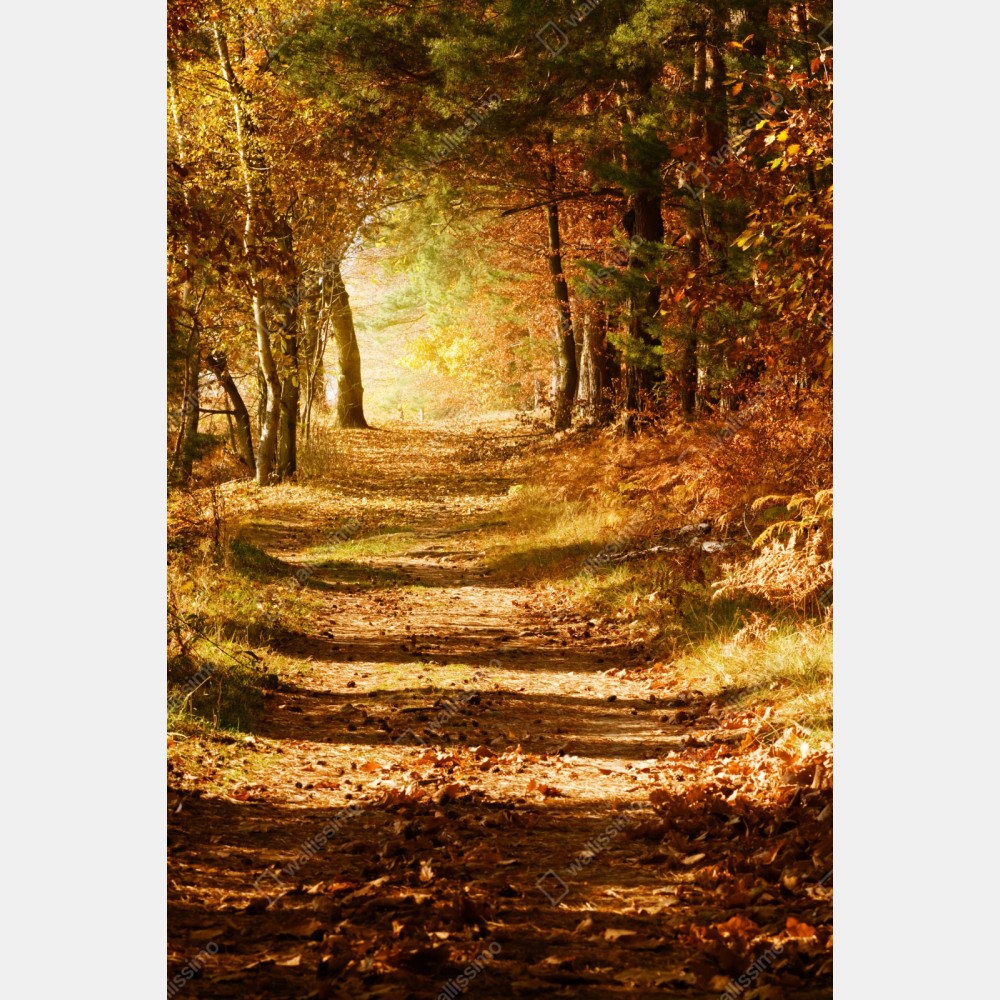 Naklejka repozycjonowalna jesienna leśna ścieżka ze złotym światłem – Wallissimo® Naklejka repozycjonowalna jesienna leśna ścieżka ze złotym światłem – Wallissimo®