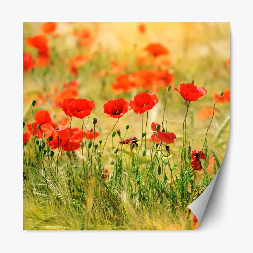Naklejka repozycjonowalna łąka czerwonych maków w słońcu – Wallissimo® Naklejka repozycjonowalna łąka czerwonych maków w słońcu – Wallissimo®