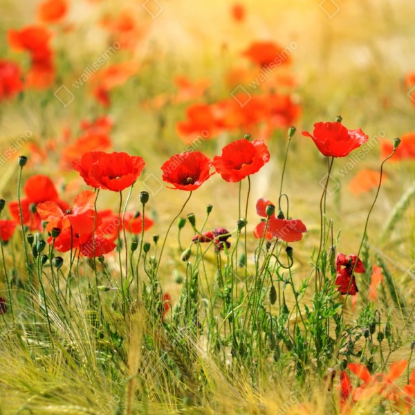 Naklejka repozycjonowalna łąka czerwonych maków w słońcu – Wallissimo® Naklejka repozycjonowalna łąka czerwonych maków w słońcu – Wallissimo®