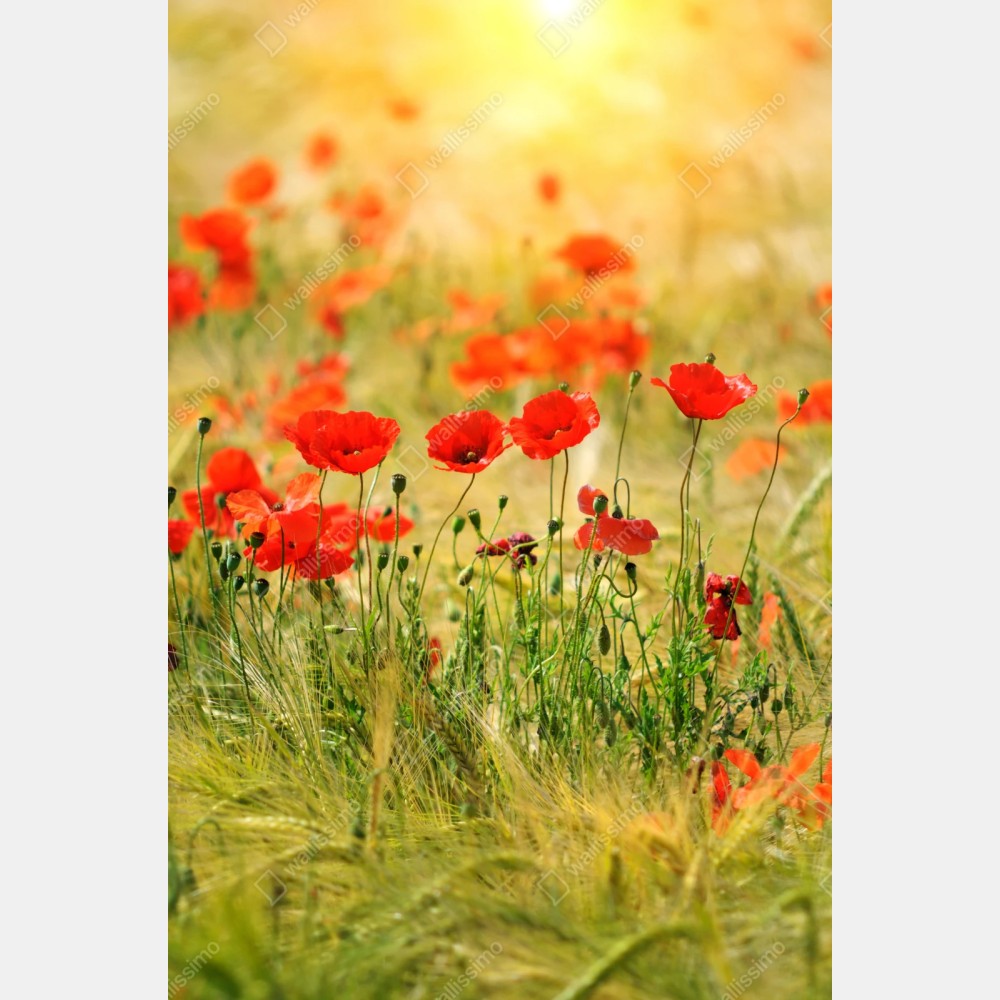 Naklejka repozycjonowalna łąka czerwonych maków w słońcu – Wallissimo® Naklejka repozycjonowalna łąka czerwonych maków w słońcu – Wallissimo®