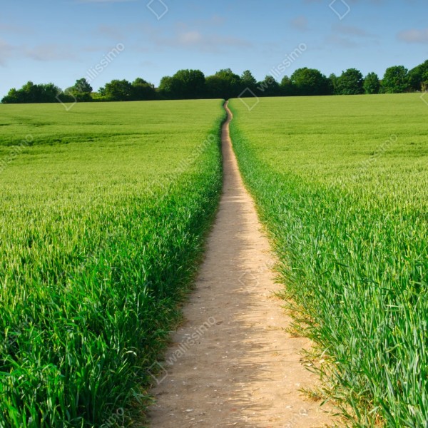 Naklejka repozycjonowalna słoneczna ścieżka przez zieloną łąkę – Wallissimo® Naklejka repozycjonowalna słoneczna ścieżka przez zieloną łąkę – Wallissimo®