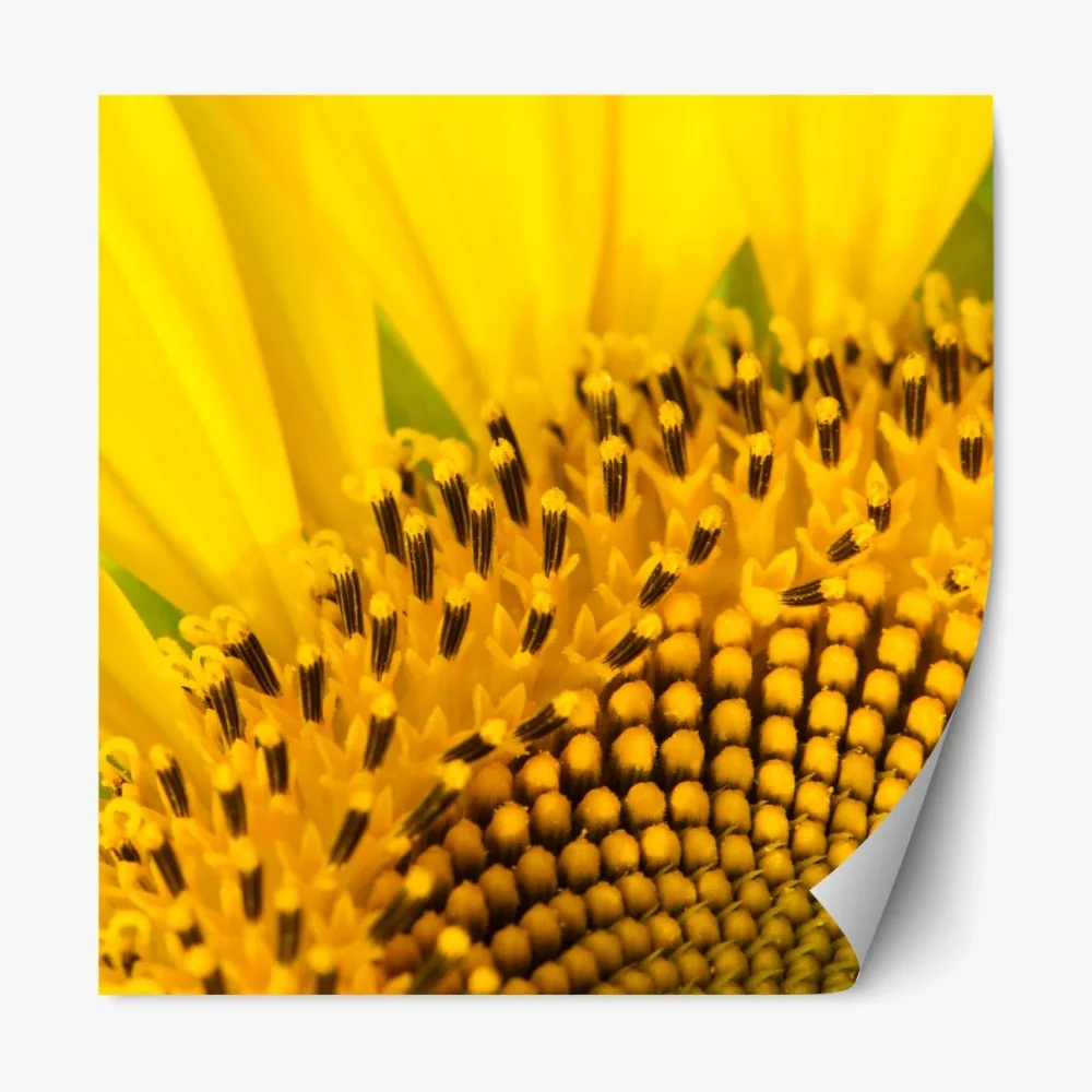 Naklejka repozycjonowalna złoty słonecznik zbliżenie – Wallissimo® Naklejka repozycjonowalna złoty słonecznik zbliżenie – Wallissimo®