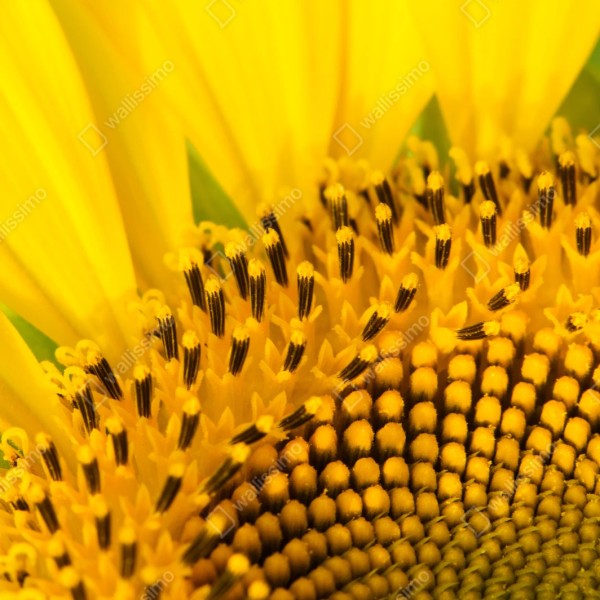 Naklejka repozycjonowalna złoty słonecznik zbliżenie – Wallissimo® Naklejka repozycjonowalna złoty słonecznik zbliżenie – Wallissimo®