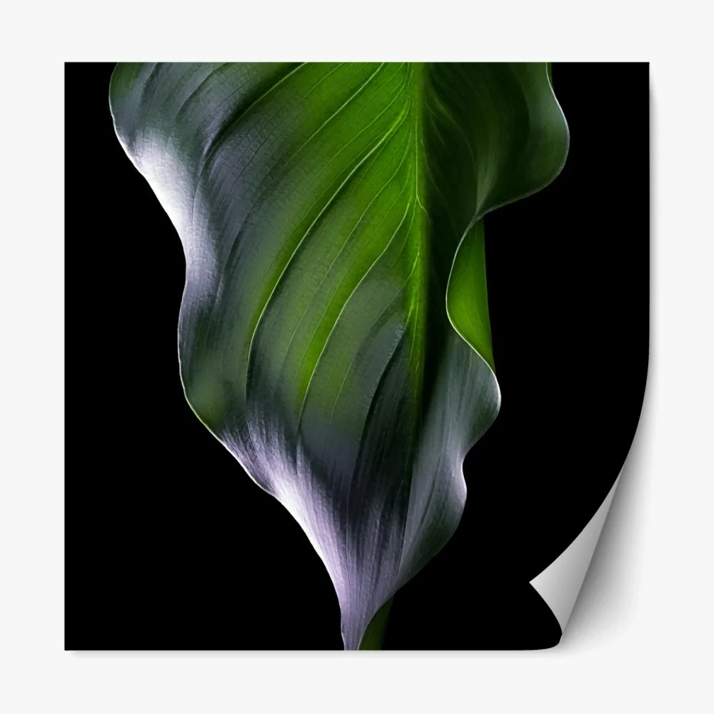 Naklejka repozycjonowalna elegancki zielony liść na czarnym tle – Wallissimo® Naklejka repozycjonowalna elegancki zielony liść na czarnym tle – Wallissimo®