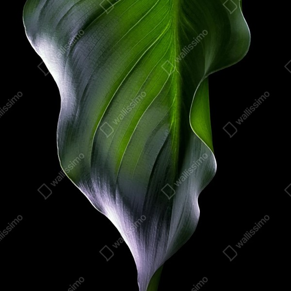 Naklejka repozycjonowalna elegancki zielony liść na czarnym tle – Wallissimo® Naklejka repozycjonowalna elegancki zielony liść na czarnym tle – Wallissimo®