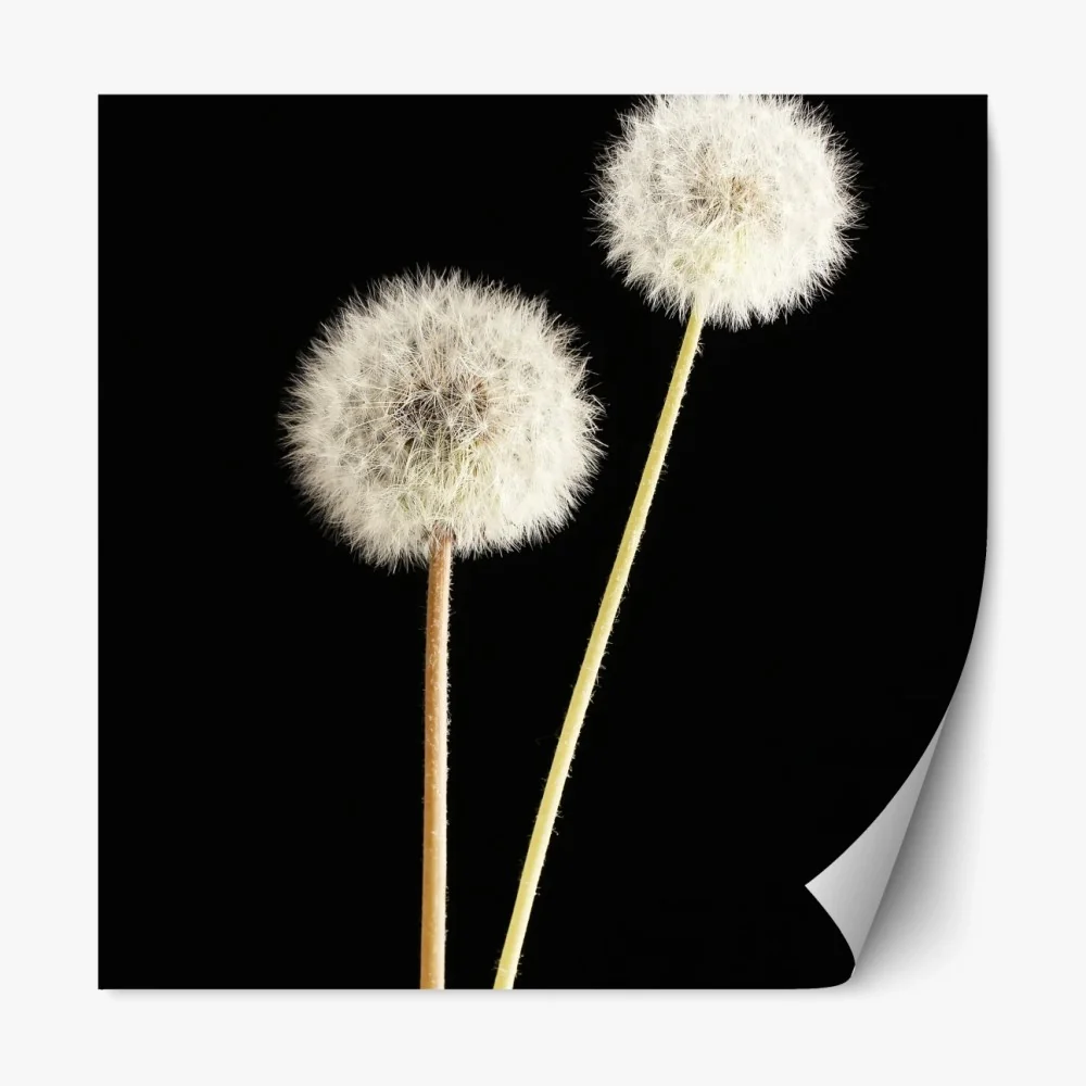Naklejka repozycjonowalna delikatne dmuchawce na czarnym tle – Wallissimo® Naklejka repozycjonowalna delikatne dmuchawce na czarnym tle – Wallissimo®