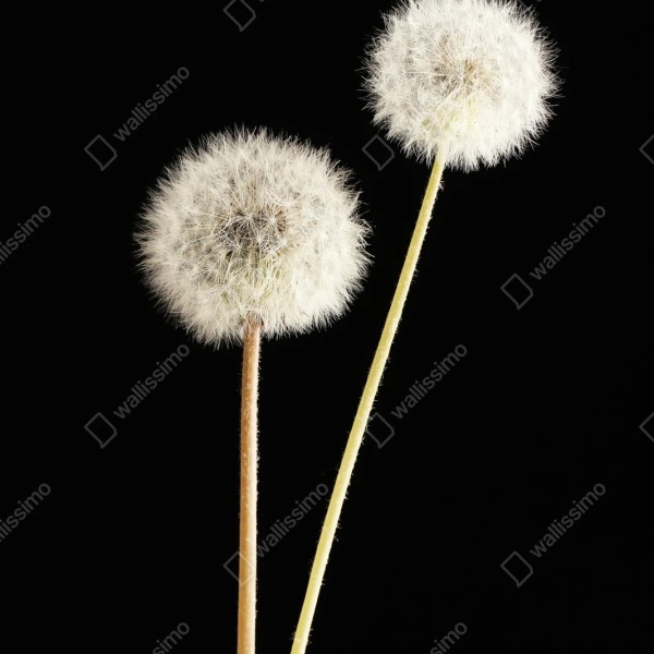 Naklejka repozycjonowalna delikatne dmuchawce na czarnym tle – Wallissimo® Naklejka repozycjonowalna delikatne dmuchawce na czarnym tle – Wallissimo®