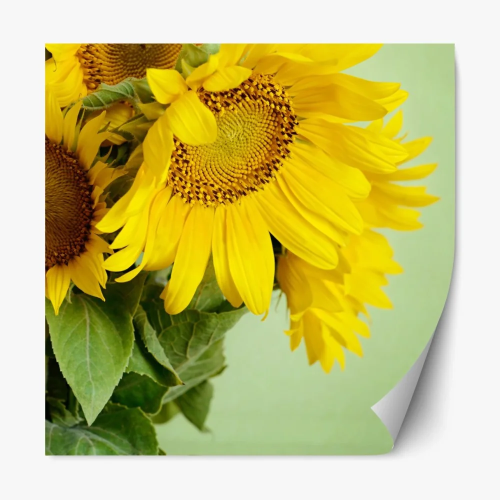 Naklejka repozycjonowalna jasny bukiet słoneczników na zielonym tle – Wallissimo® Naklejka repozycjonowalna jasny bukiet słoneczników na zielonym tle – Wallissimo®