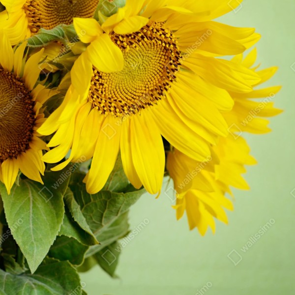 Naklejka repozycjonowalna jasny bukiet słoneczników na zielonym tle – Wallissimo® Naklejka repozycjonowalna jasny bukiet słoneczników na zielonym tle – Wallissimo®