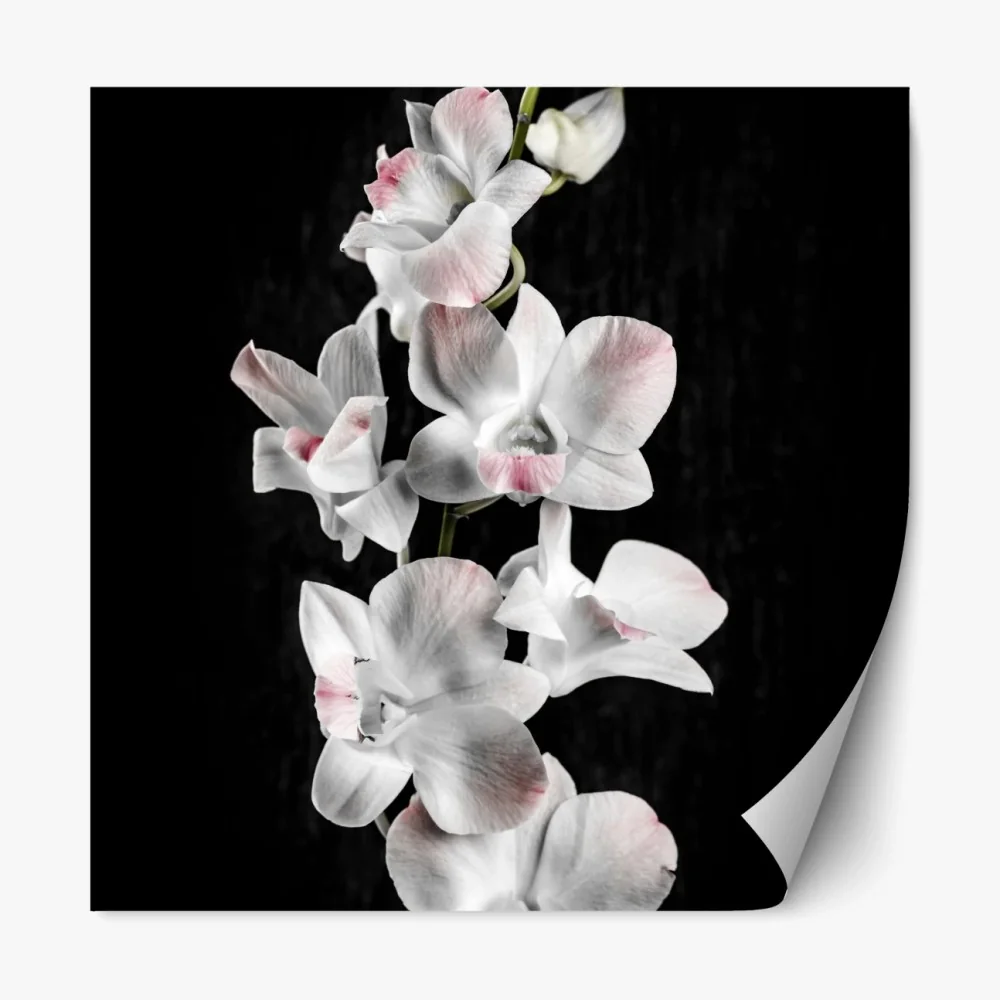 Naklejka repozycjonowalna biały i różowy storczyk na czarnym tle – Wallissimo® Naklejka repozycjonowalna biały i różowy storczyk na czarnym tle – Wallissimo®