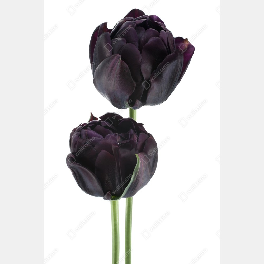 Naklejka repozycjonowalna ciemne fioletowe tulipany na białym tle – Wallissimo® Naklejka repozycjonowalna ciemne fioletowe tulipany na białym tle – Wallissimo®