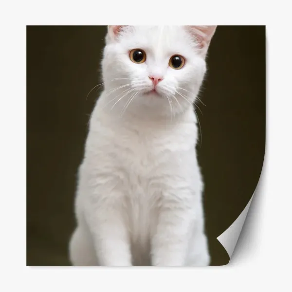 Naklejka repozycjonowalna uroczy portret białego kota