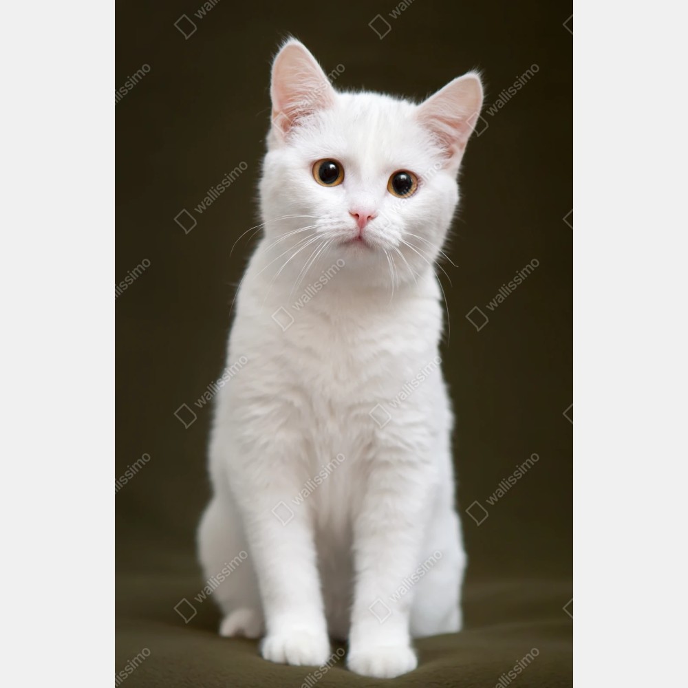 Naklejka repozycjonowalna uroczy portret białego kota – Wallissimo® Naklejka repozycjonowalna uroczy portret białego kota – Wallissimo®