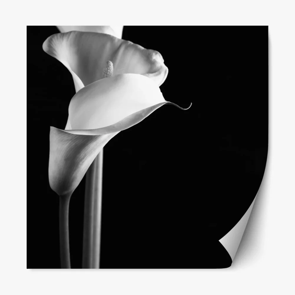 Naklejka repozycjonowalna eleganckie kalie w monochromie – Wallissimo® Naklejka repozycjonowalna eleganckie kalie w monochromie – Wallissimo®