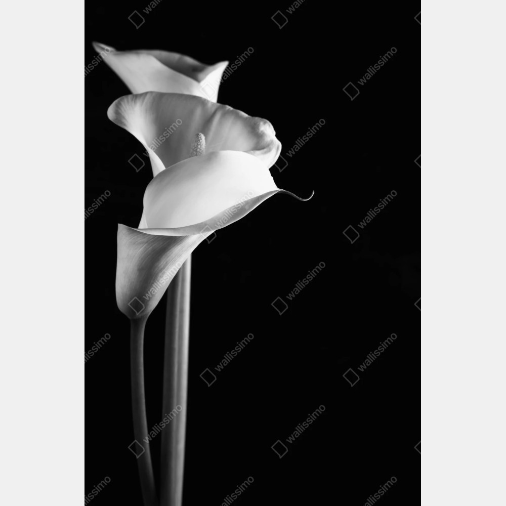 Naklejka repozycjonowalna eleganckie kalie w monochromie – Wallissimo® Naklejka repozycjonowalna eleganckie kalie w monochromie – Wallissimo®