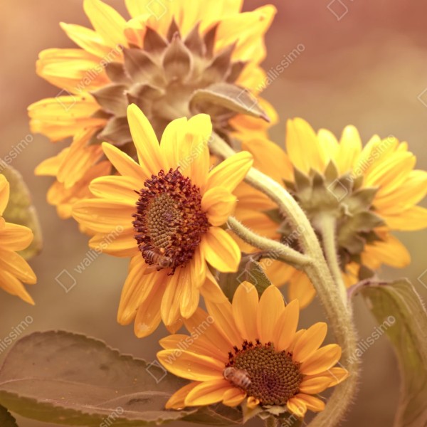 Naklejka repozycjonowalna vintage bukiet słoneczników w ciepłym świetle – Wallissimo® Naklejka repozycjonowalna vintage bukiet słoneczników w ciepłym świetle – Wallissimo®