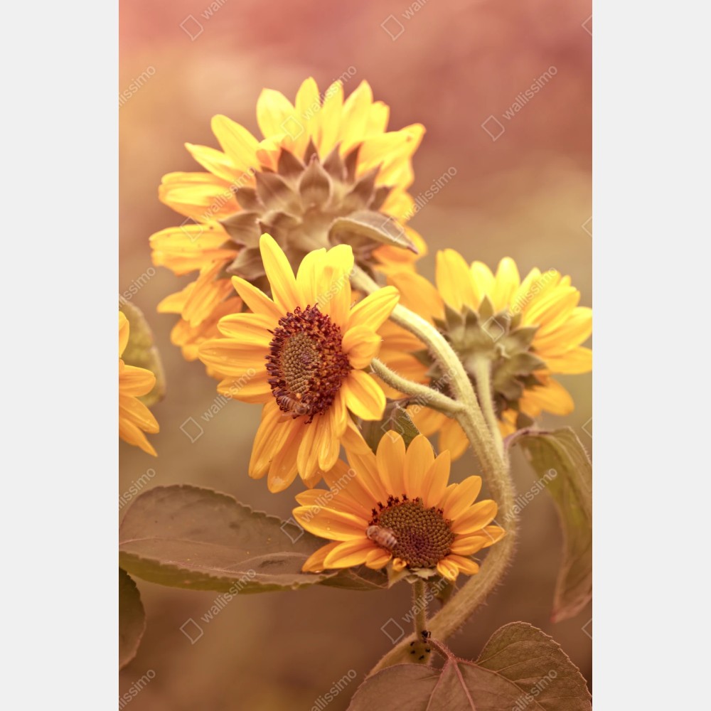 Naklejka repozycjonowalna vintage bukiet słoneczników w ciepłym świetle – Wallissimo® Naklejka repozycjonowalna vintage bukiet słoneczników w ciepłym świetle – Wallissimo®