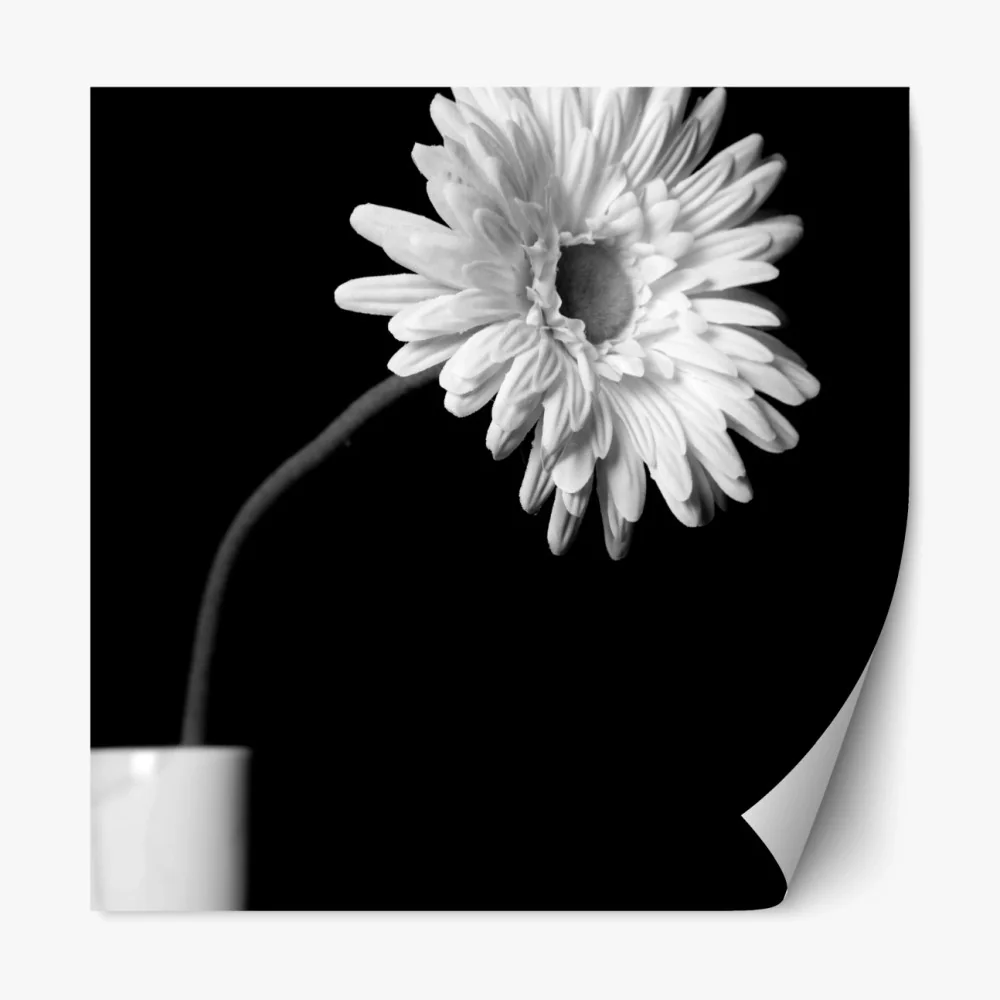 Naklejka repozycjonowalna biała gerbera na czarnym tle – Wallissimo® Naklejka repozycjonowalna biała gerbera na czarnym tle – Wallissimo®