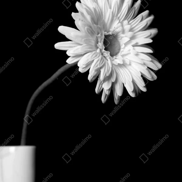 Naklejka repozycjonowalna biała gerbera na czarnym tle – Wallissimo® Naklejka repozycjonowalna biała gerbera na czarnym tle – Wallissimo®