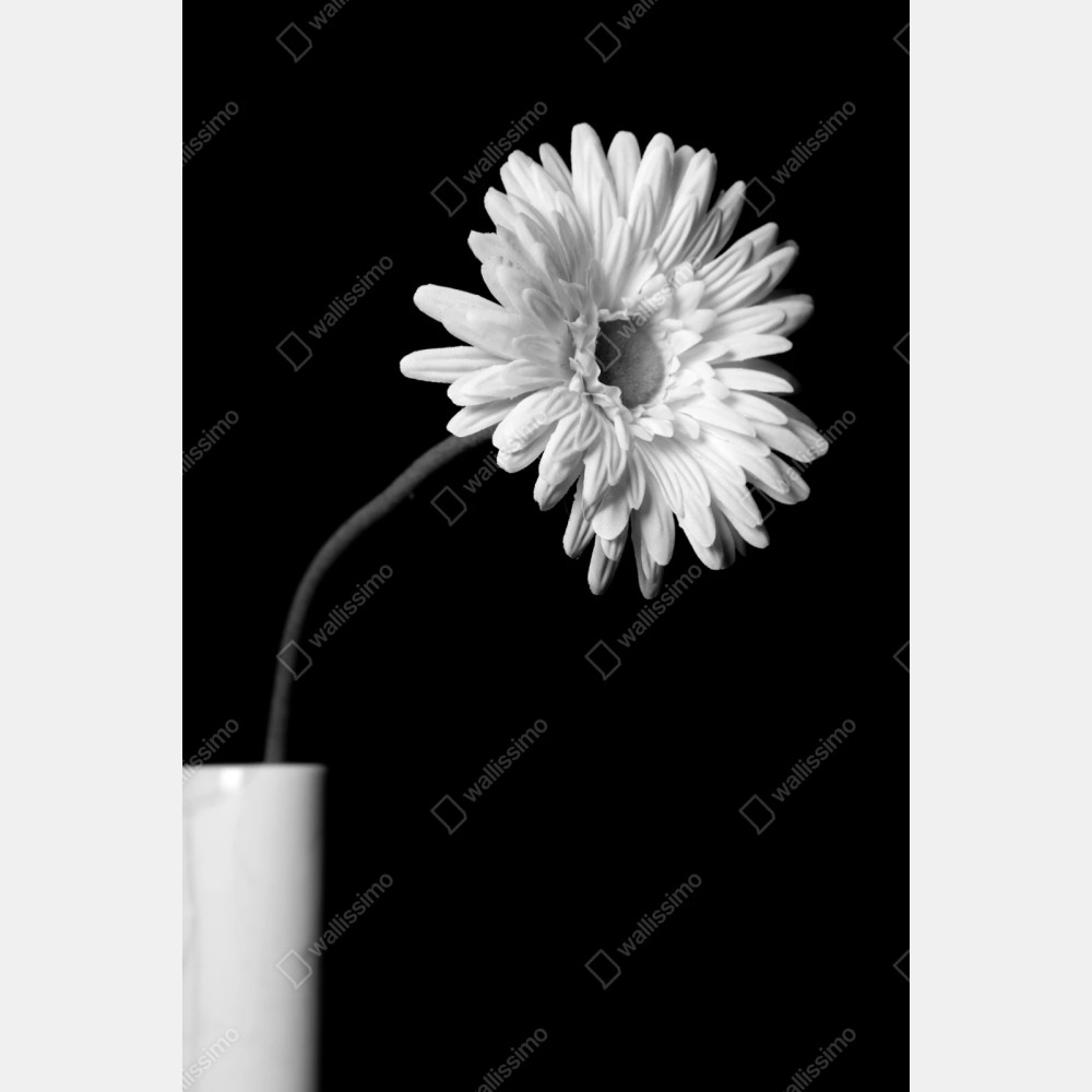 Naklejka repozycjonowalna biała gerbera na czarnym tle – Wallissimo® Naklejka repozycjonowalna biała gerbera na czarnym tle – Wallissimo®
