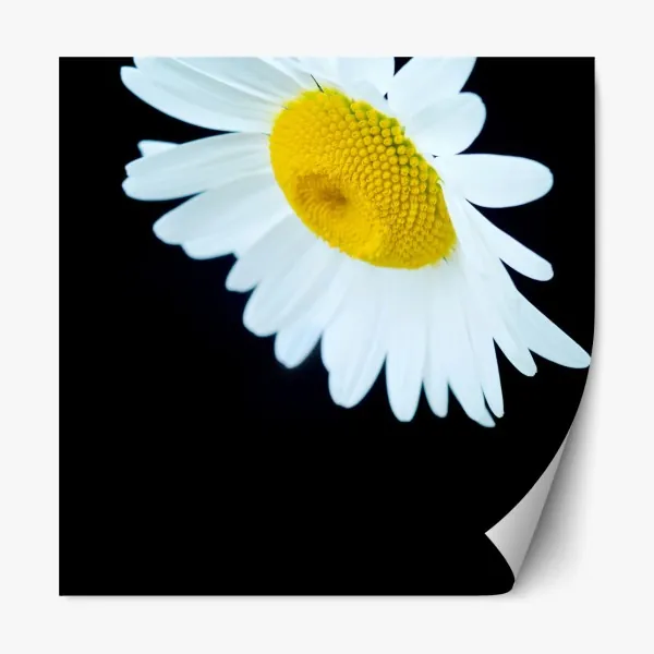 Naklejka repozycjonowalna białe zbliżenie stokrotki na czarnym tle