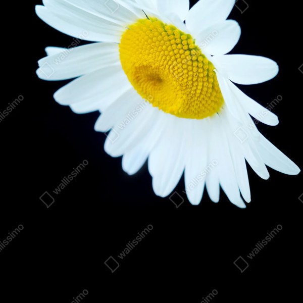 Naklejka repozycjonowalna białe zbliżenie stokrotki na czarnym tle – Wallissimo® Naklejka repozycjonowalna białe zbliżenie stokrotki na czarnym tle – Wallissimo®