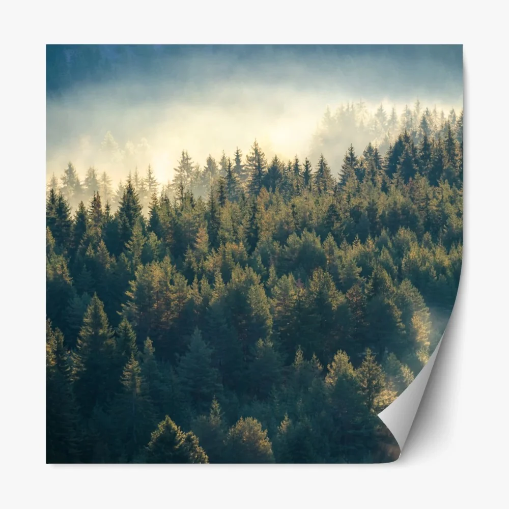 Naklejka repozycjonowalna mglisty las sosnowy o świcie – Wallissimo® Naklejka repozycjonowalna mglisty las sosnowy o świcie – Wallissimo®