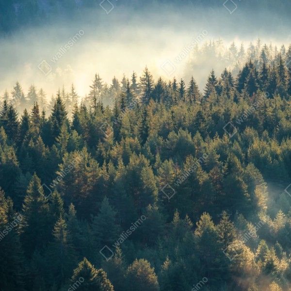 Naklejka repozycjonowalna mglisty las sosnowy o świcie – Wallissimo® Naklejka repozycjonowalna mglisty las sosnowy o świcie – Wallissimo®