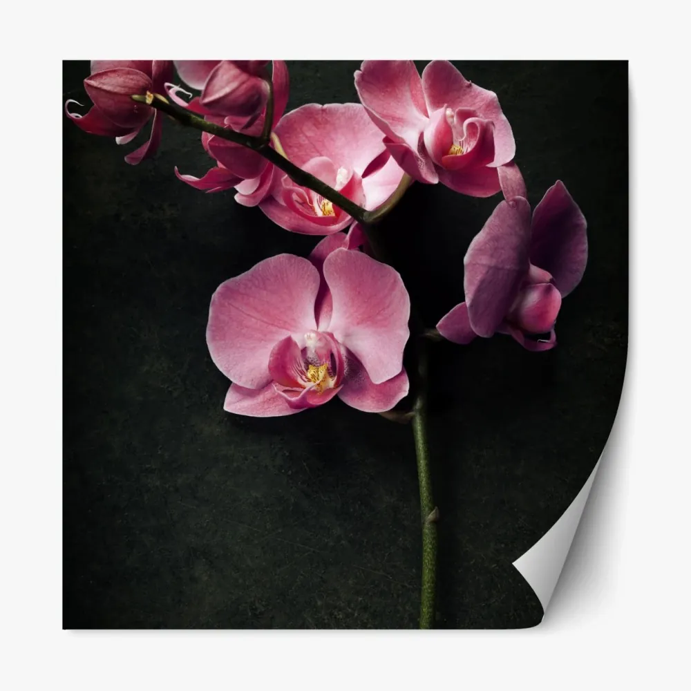 Naklejka repozycjonowalna różowy storczyk na ciemnym tle w stylu vintage – Wallissimo® Naklejka repozycjonowalna różowy storczyk na ciemnym tle w stylu vintage – Wallissimo®