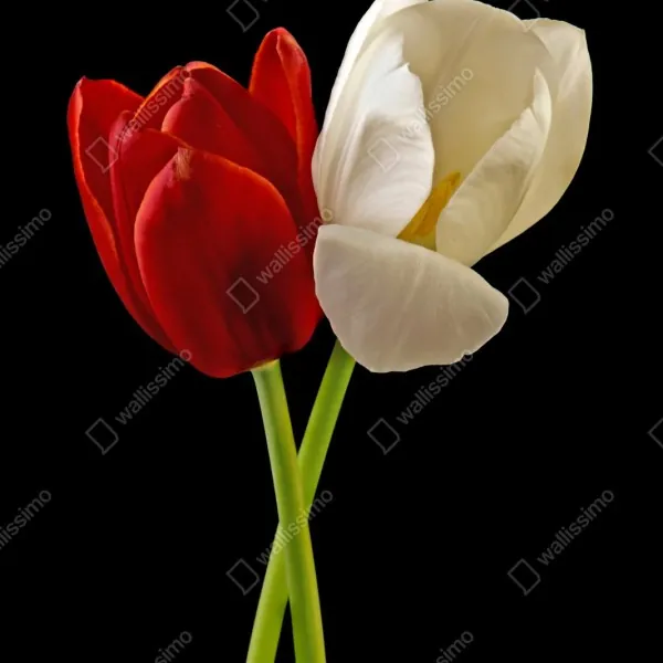 Naklejka repozycjonowalna czerwono-białe tulipany na czarnym tle – Wallissimo® Naklejka repozycjonowalna czerwono-białe tulipany na czarnym tle – Wallissimo®