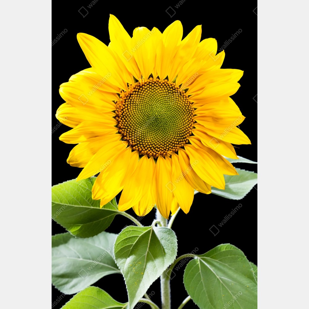 Naklejka repozycjonowalna jaskrawy słonecznik na czarnym tle – Wallissimo® Naklejka repozycjonowalna jaskrawy słonecznik na czarnym tle – Wallissimo®