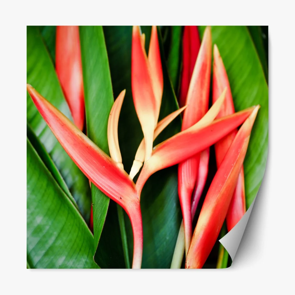 Naklejka repozycjonowalna żywe tropikalne kwiaty heliconia – Wallissimo® Naklejka repozycjonowalna żywe tropikalne kwiaty heliconia – Wallissimo®