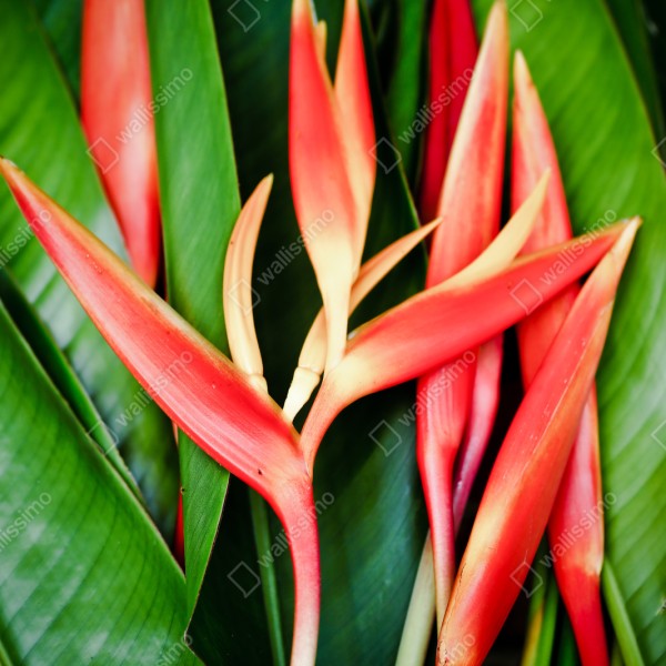 Naklejka repozycjonowalna żywe tropikalne kwiaty heliconia – Wallissimo® Naklejka repozycjonowalna żywe tropikalne kwiaty heliconia – Wallissimo®