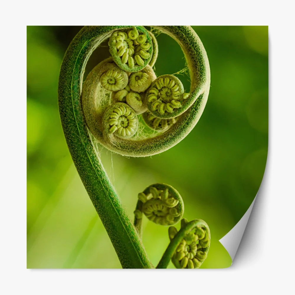 Naklejka repozycjonowalna zielony pąk paproci makro – Wallissimo® Naklejka repozycjonowalna zielony pąk paproci makro – Wallissimo®