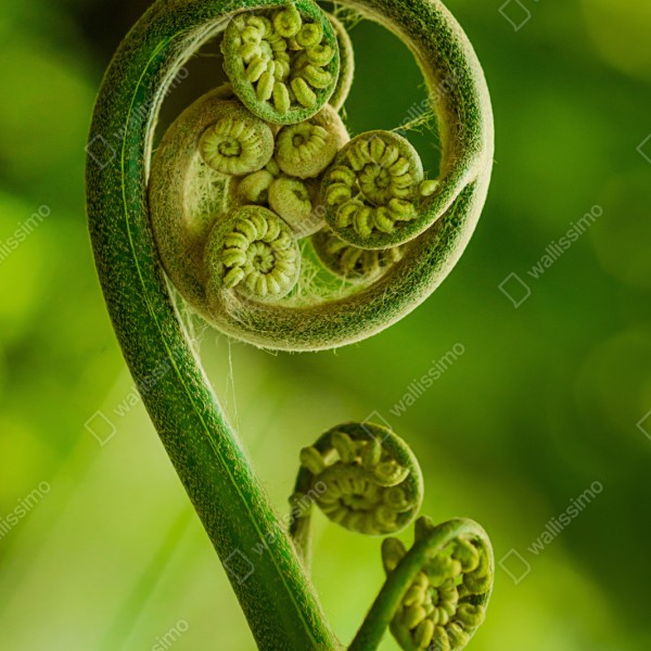 Naklejka repozycjonowalna zielony pąk paproci makro – Wallissimo® Naklejka repozycjonowalna zielony pąk paproci makro – Wallissimo®