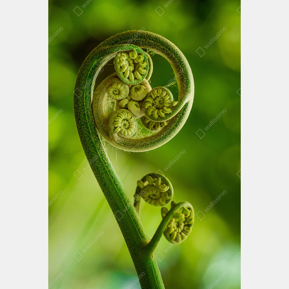 Naklejka repozycjonowalna zielony pąk paproci makro – Wallissimo® Naklejka repozycjonowalna zielony pąk paproci makro – Wallissimo®