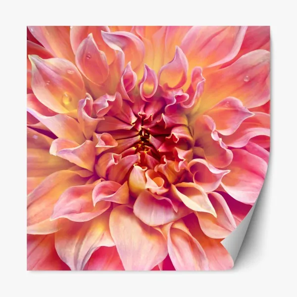 Naklejka repozycjonowalna różowa dalia w zbliżeniu