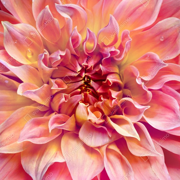 Naklejka repozycjonowalna różowa dalia w zbliżeniu – Wallissimo® Naklejka repozycjonowalna różowa dalia w zbliżeniu – Wallissimo®