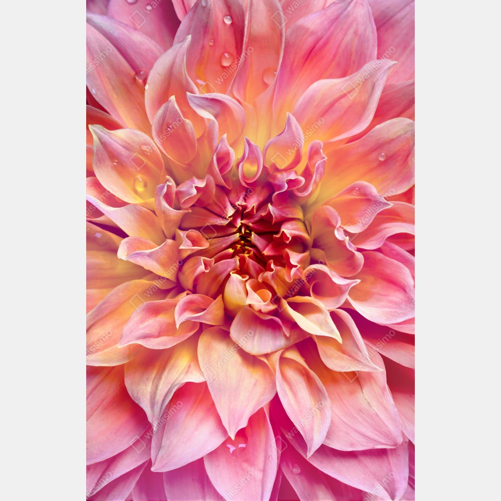 Naklejka repozycjonowalna różowa dalia w zbliżeniu – Wallissimo® Naklejka repozycjonowalna różowa dalia w zbliżeniu – Wallissimo®