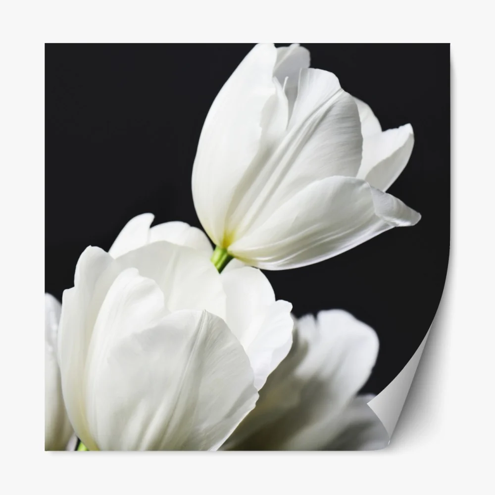 Naklejka repozycjonowalna biały bukiet tulipanów na ciemnym tle – Wallissimo® Naklejka repozycjonowalna biały bukiet tulipanów na ciemnym tle – Wallissimo®