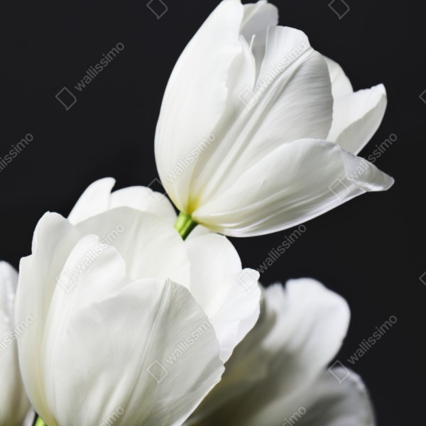 Naklejka repozycjonowalna biały bukiet tulipanów na ciemnym tle – Wallissimo® Naklejka repozycjonowalna biały bukiet tulipanów na ciemnym tle – Wallissimo®
