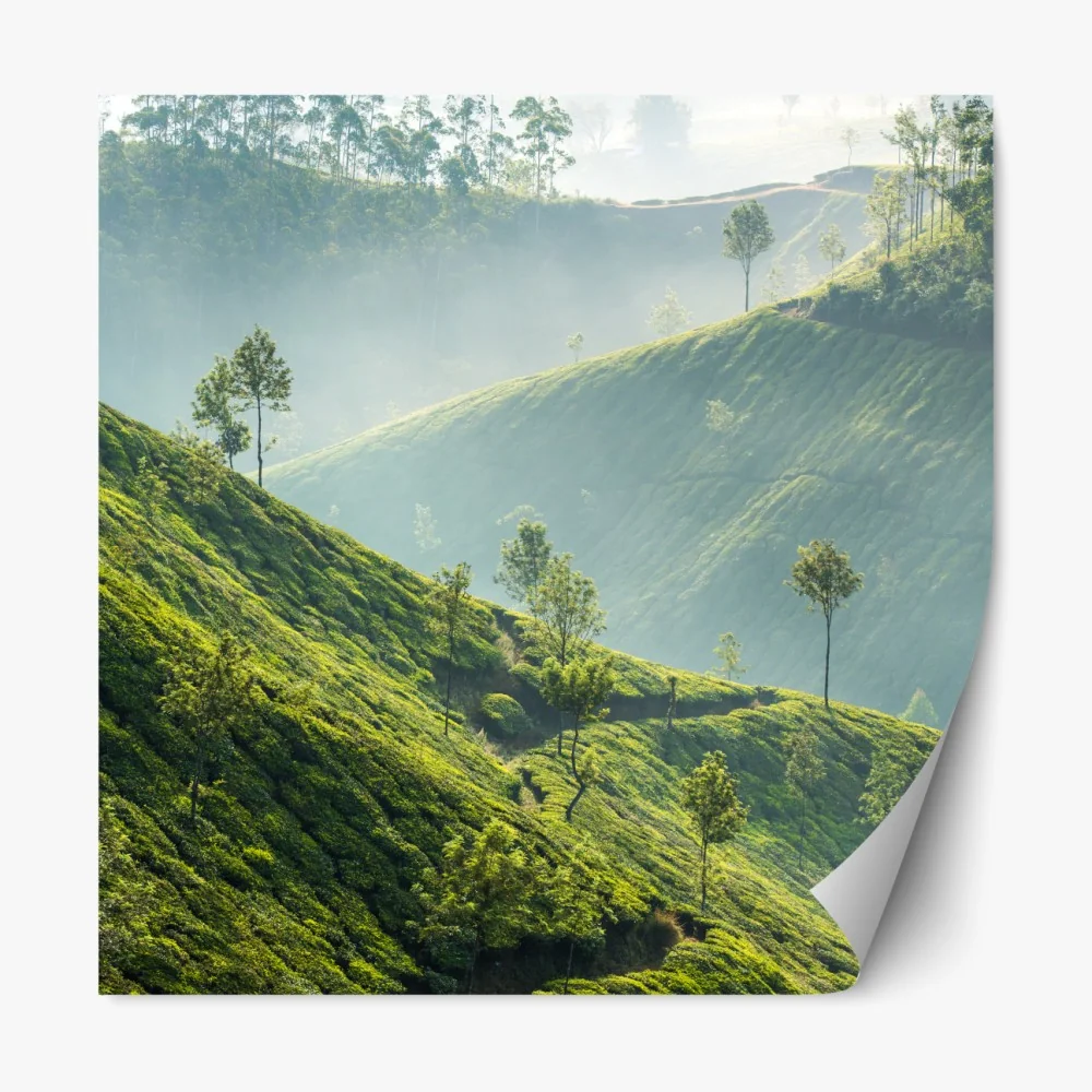 Naklejka repozycjonowalna mglisty krajobraz plantacji herbaty w Munnar – Wallissimo® Naklejka repozycjonowalna mglisty krajobraz plantacji herbaty w Munnar – Wallissimo®