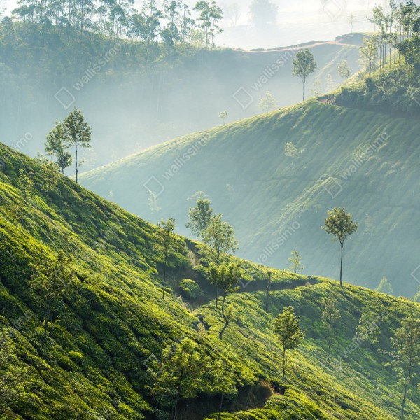 Naklejka repozycjonowalna mglisty krajobraz plantacji herbaty w Munnar – Wallissimo® Naklejka repozycjonowalna mglisty krajobraz plantacji herbaty w Munnar – Wallissimo®