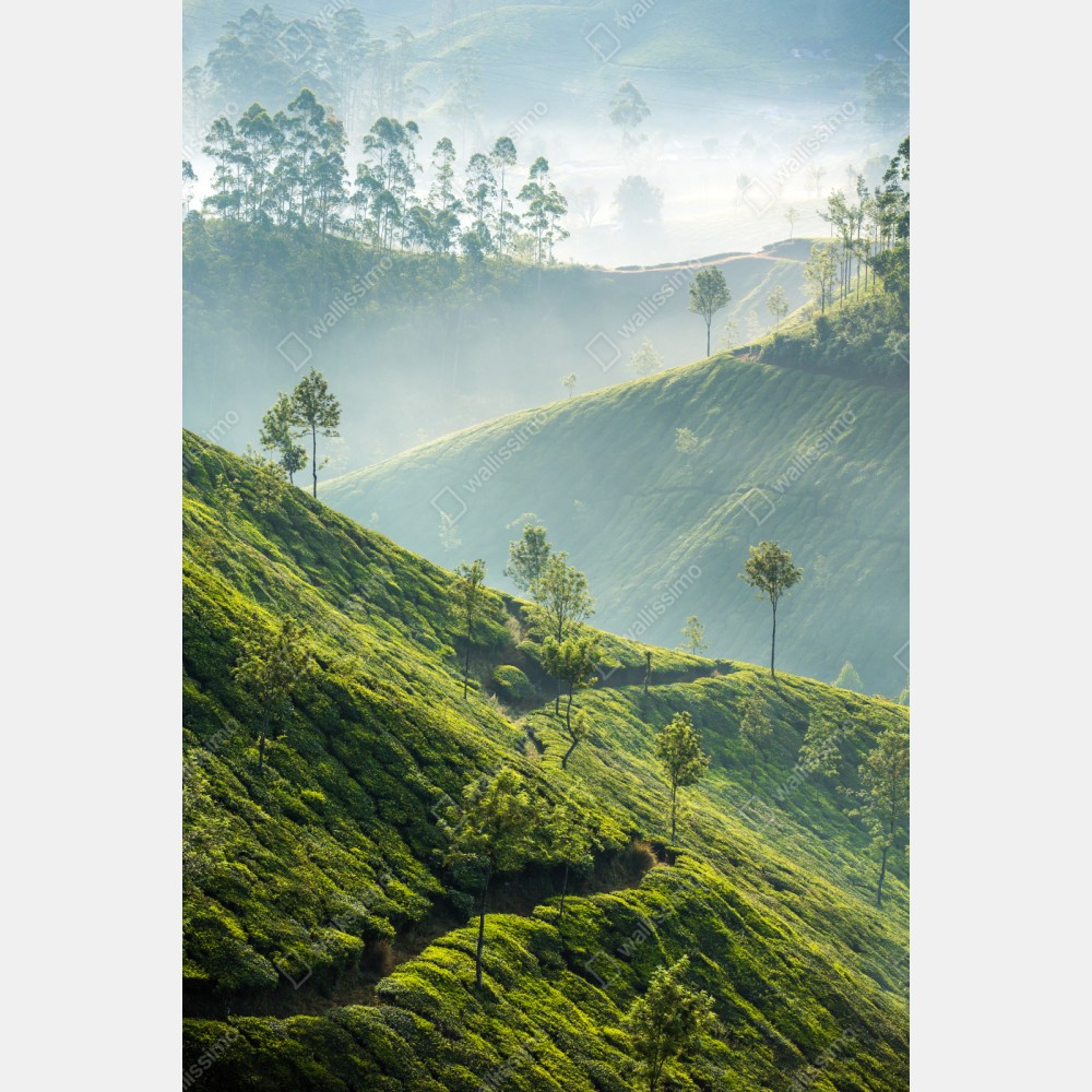 Naklejka repozycjonowalna mglisty krajobraz plantacji herbaty w Munnar – Wallissimo® Naklejka repozycjonowalna mglisty krajobraz plantacji herbaty w Munnar – Wallissimo®