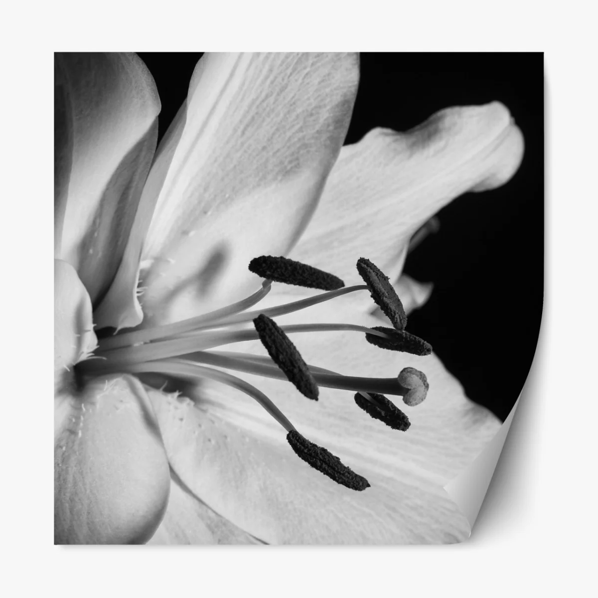 Naklejka repozycjonowalna monochromatyczna lilia zbliżenie – Wallissimo® Naklejka repozycjonowalna monochromatyczna lilia zbliżenie – Wallissimo®