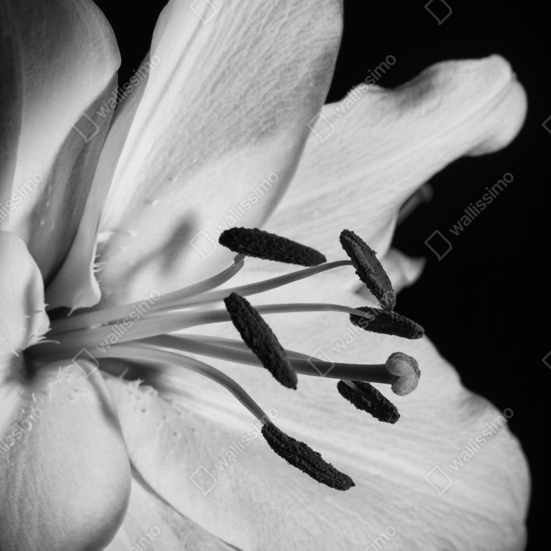 Naklejka repozycjonowalna monochromatyczna lilia zbliżenie – Wallissimo® Naklejka repozycjonowalna monochromatyczna lilia zbliżenie – Wallissimo®
