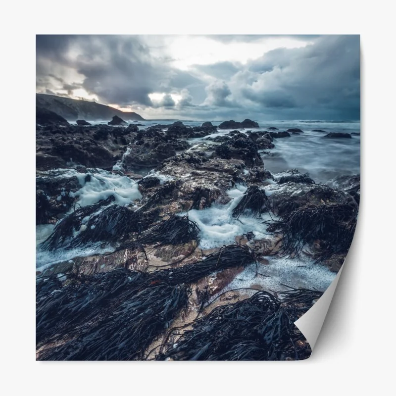 Naklejka repozycjonowalna białe zbliżenie stokrotki na czarnym tle – Wallissimo®