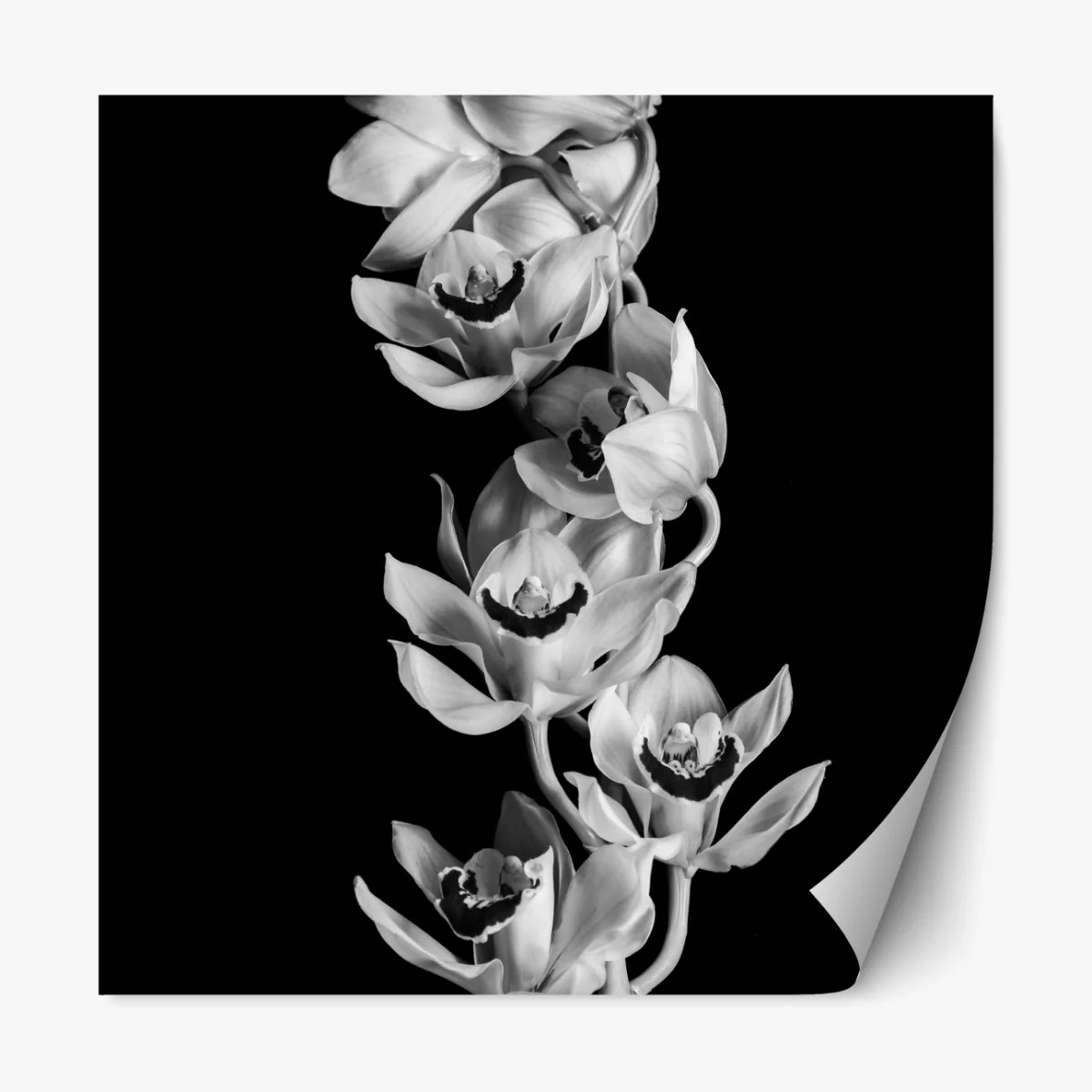 Naklejka repozycjonowalna elegancka monochromatyczna gałąź orchidei – Wallissimo® Naklejka repozycjonowalna elegancka monochromatyczna gałąź orchidei – Wallissimo®