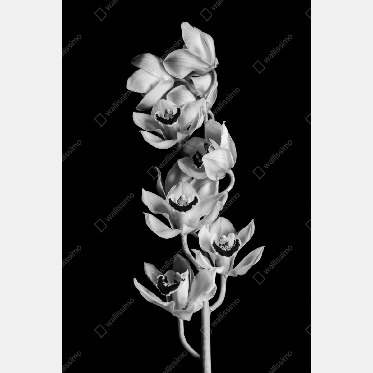 Naklejka repozycjonowalna elegancka monochromatyczna gałąź orchidei – Wallissimo® Naklejka repozycjonowalna elegancka monochromatyczna gałąź orchidei – Wallissimo®