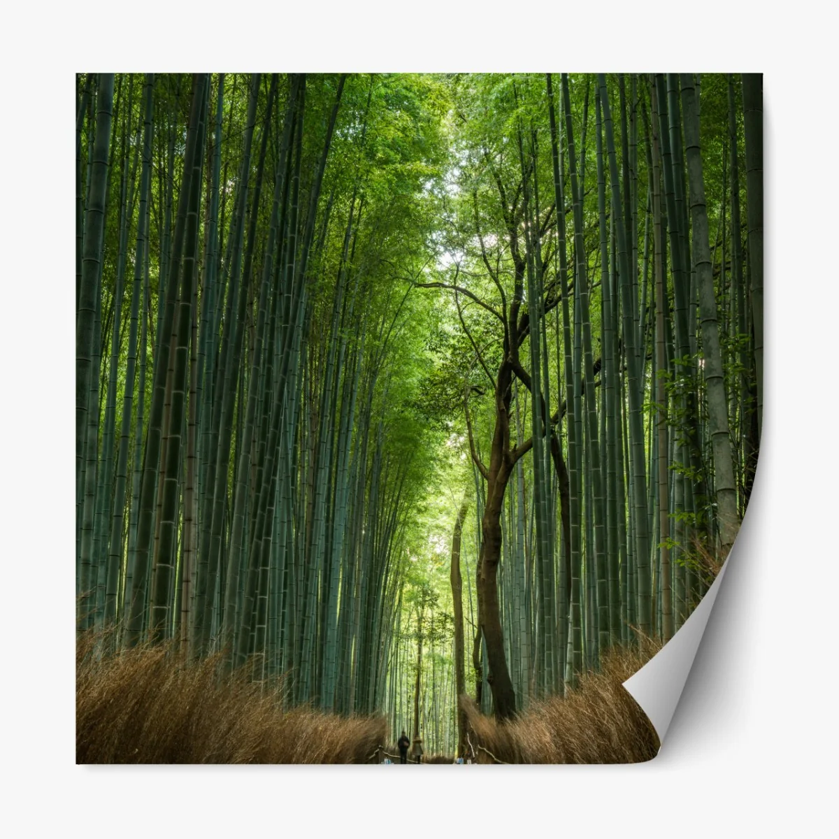 Naklejka repozycjonowalna spokojna alejka w bambusowym gaju – Wallissimo® Naklejka repozycjonowalna spokojna alejka w bambusowym gaju – Wallissimo®